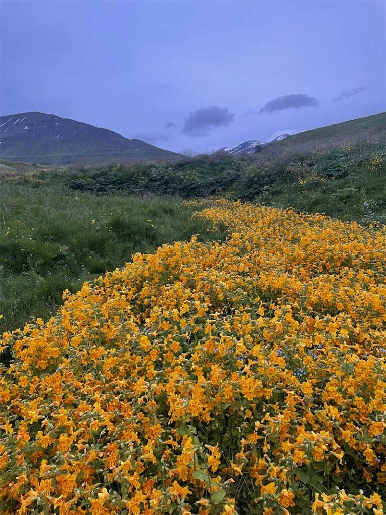 Icelandic yellow flowers
