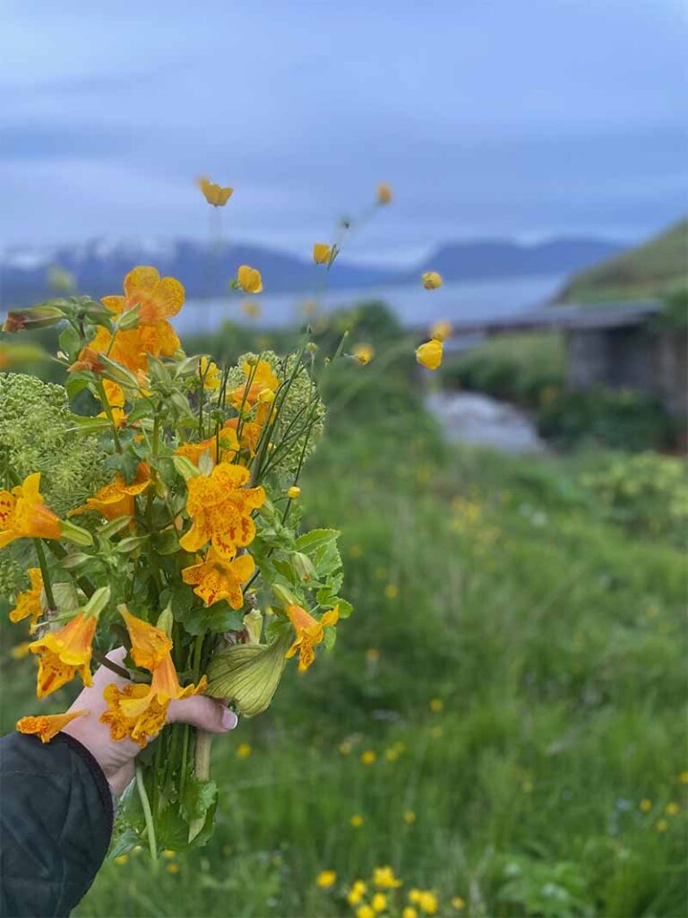 hand holding a posey of yellow Icelandic flowers